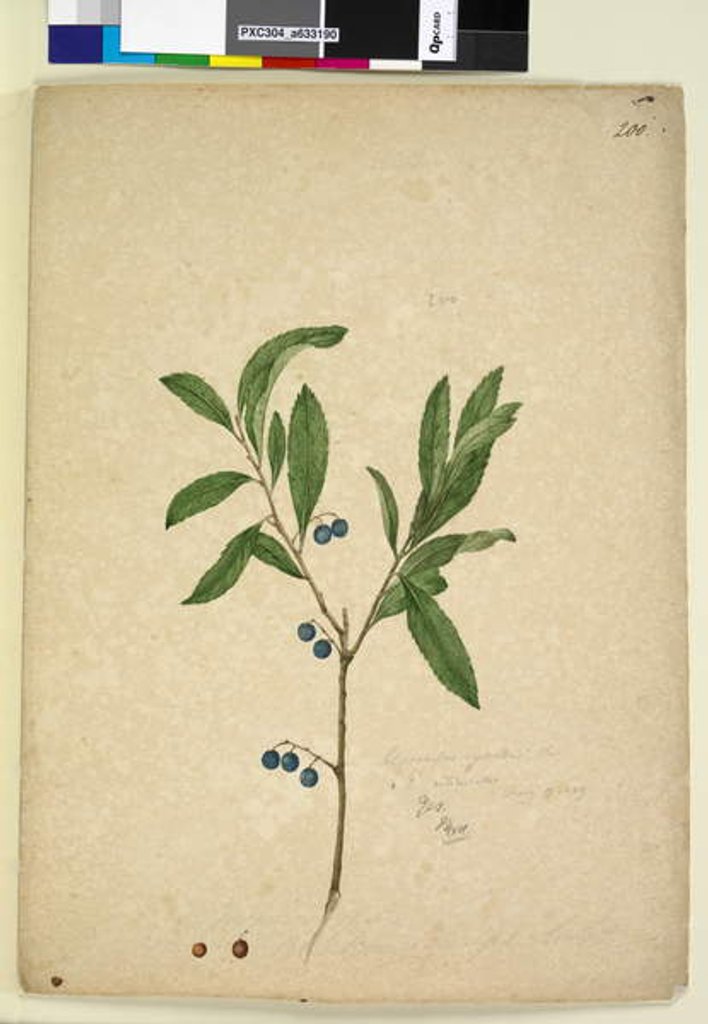 Detail of Page 200. Elaeocarpus reticulatus, c.1803-06 by John William Lewin