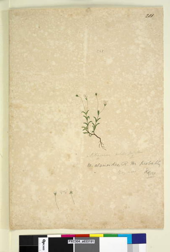 Detail of Page 201. Mitrasacme alsinoides, c.1803-06 by John William Lewin