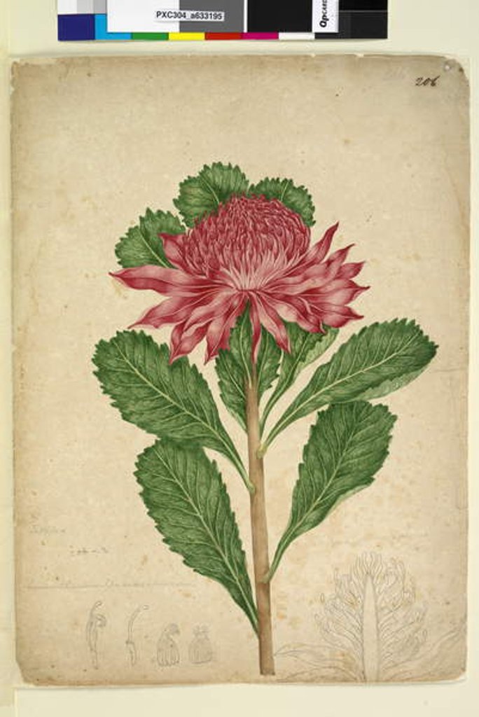 Detail of Page 206. Telopea speciosissima, c.1803-06 by John William Lewin