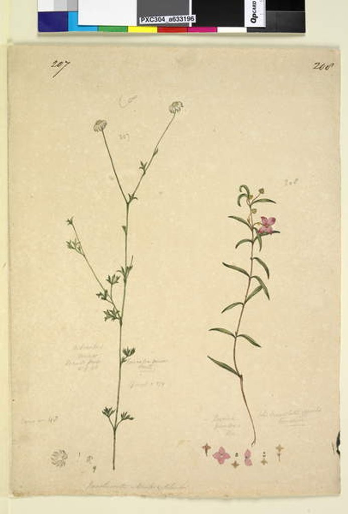 Detail of Page 207. Actinotus minor; 208. Boronia paradoxa, c.1803-06 by John William Lewin