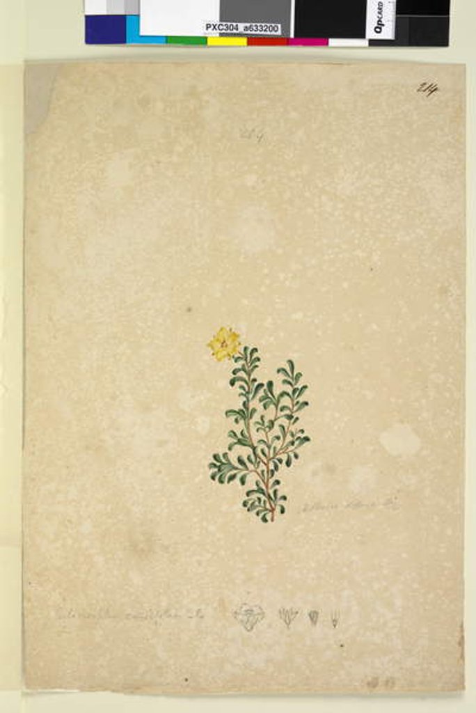 Detail of Page 214. Hibbertia diffusa, c.1803-06 by John William Lewin