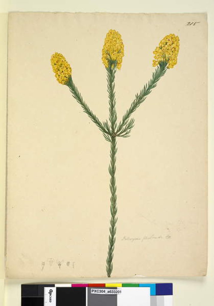 Detail of Page 215. Dillwynia floribunda, c.1803-06 by John William Lewin