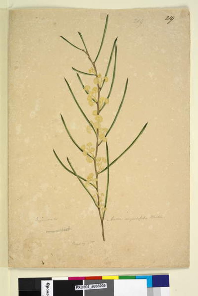 Detail of Page 219. Acacia angustifolia, c.1803-06 by John William Lewin