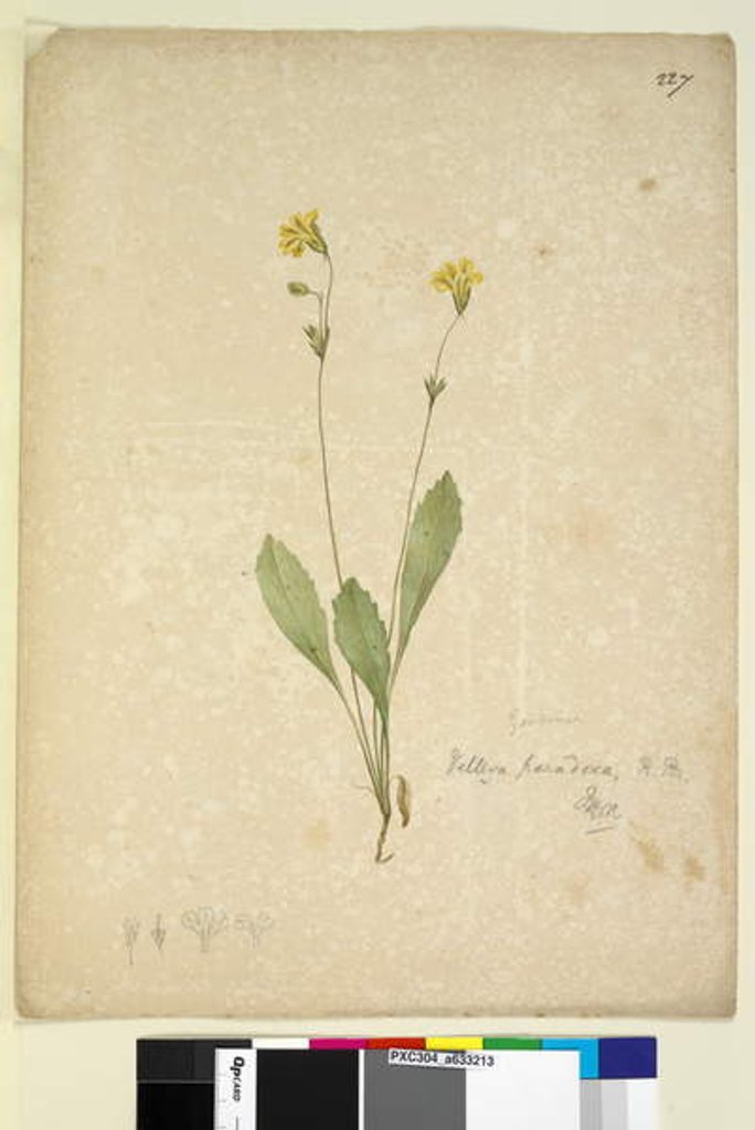 Detail of Page 227. Velleia paradoxa, c.1803-06 by John William Lewin