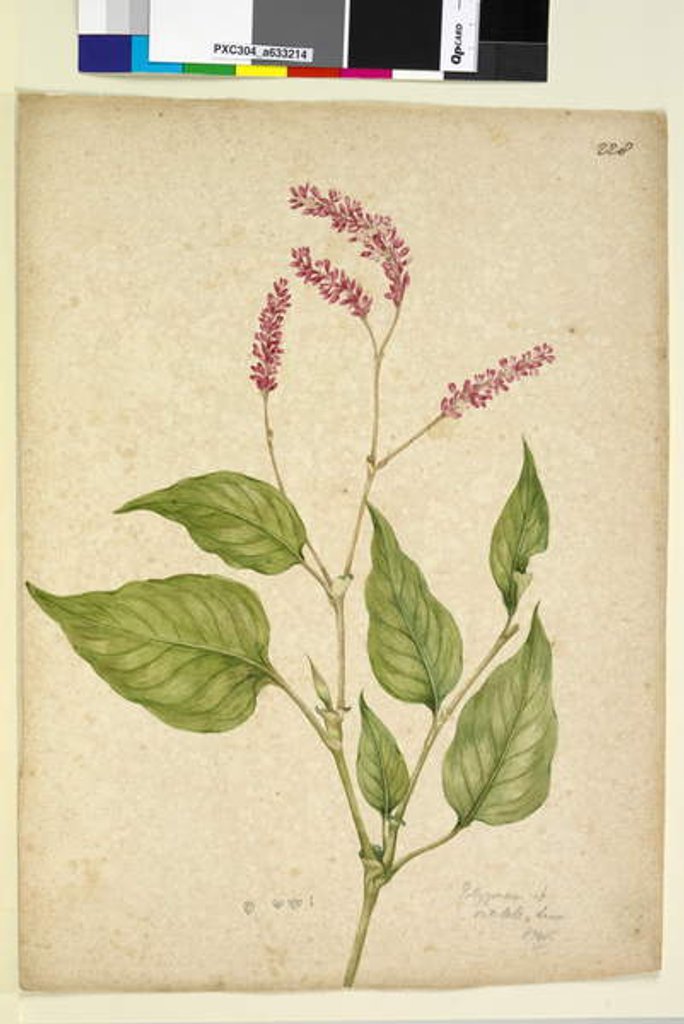 Detail of Page 228. Polygonum orientale, c.1803-06 by John William Lewin