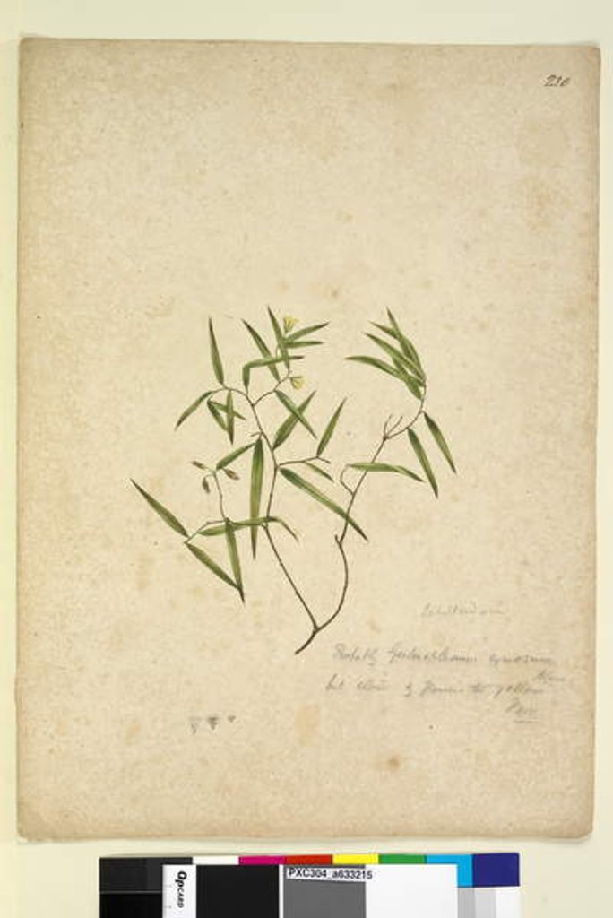 Detail of Page 230. Geitonoplesium cymosum, c.1803-06 by John William Lewin