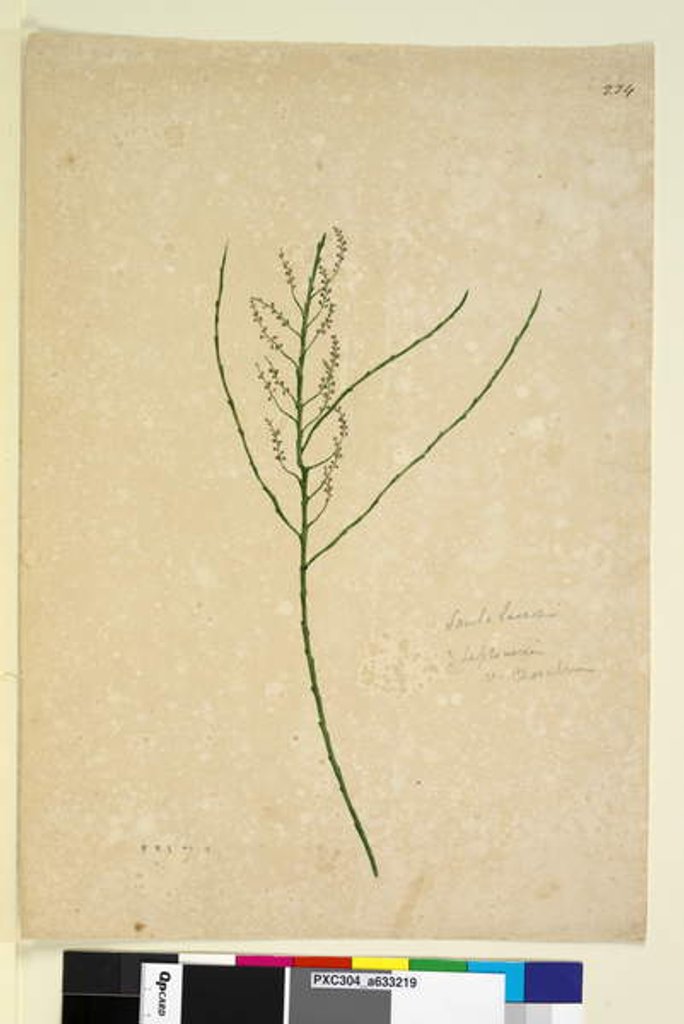 Detail of Page 234. Leptomeria, c.1803-06 by John William Lewin