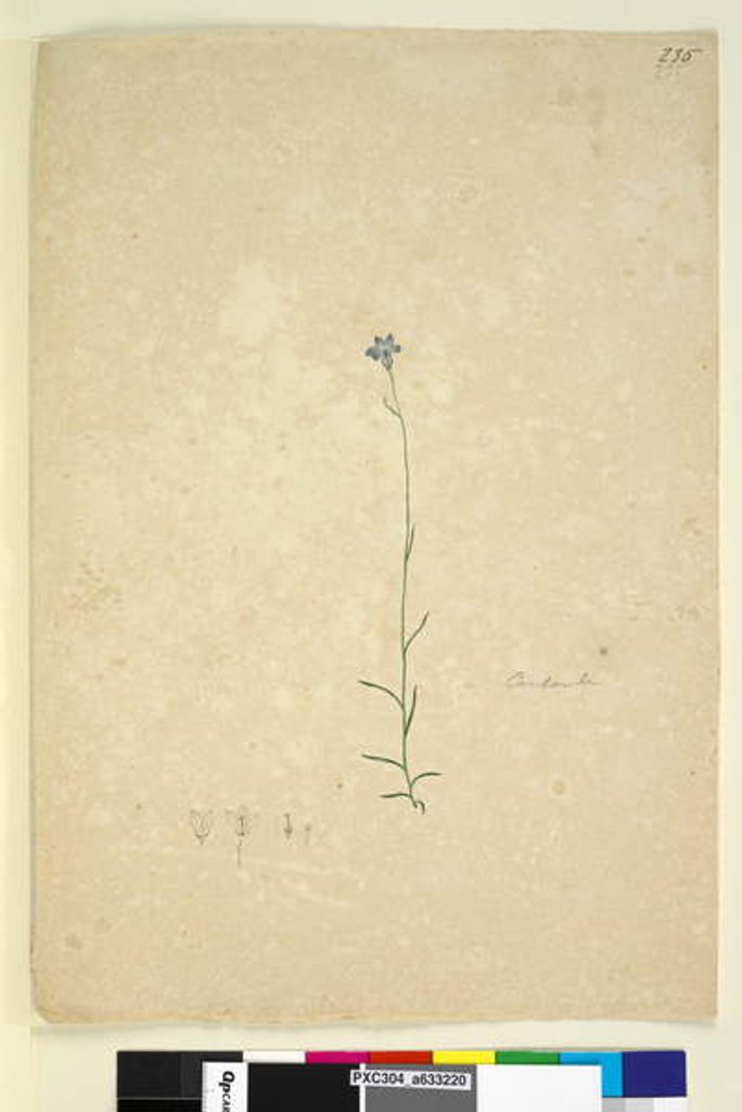 Detail of Page 235. Campanula, c.1803-06 by John William Lewin