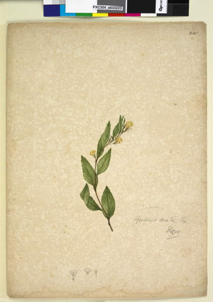 Detail of Page 238. Goodenia ovata, c.1803-06 by John William Lewin