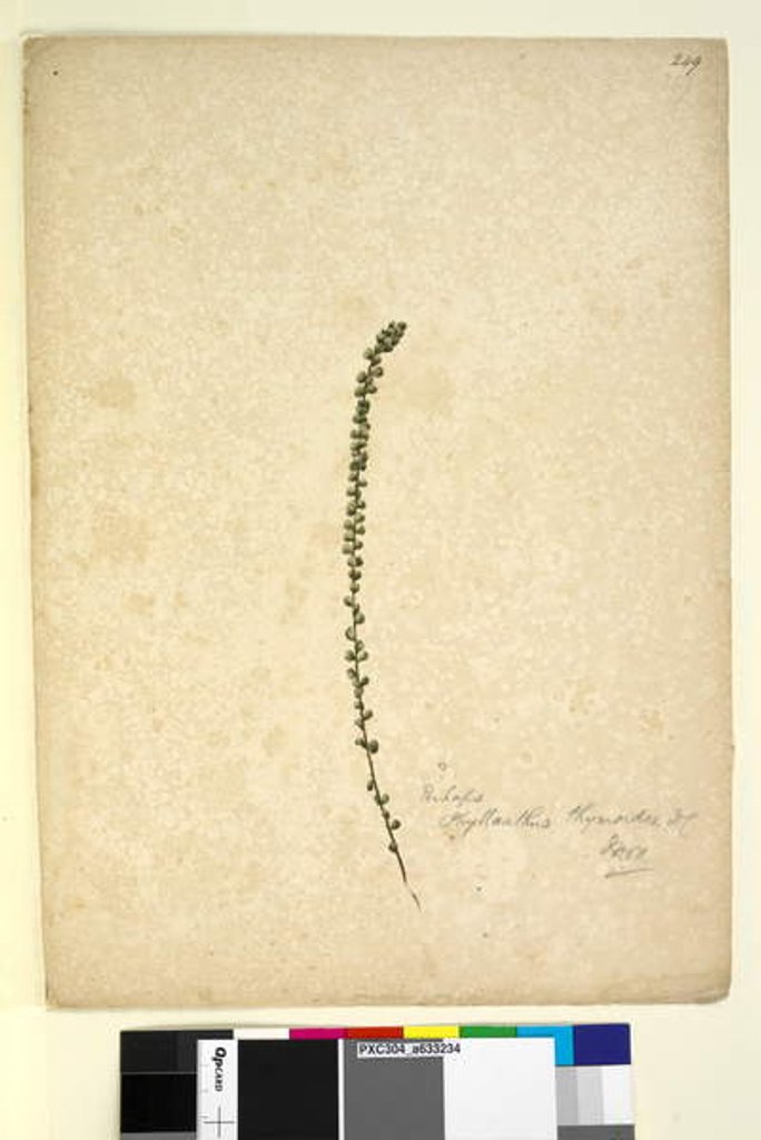 Detail of Page 249. Perhaps Phyllanthus thymoides, c.1803-06 by John William Lewin