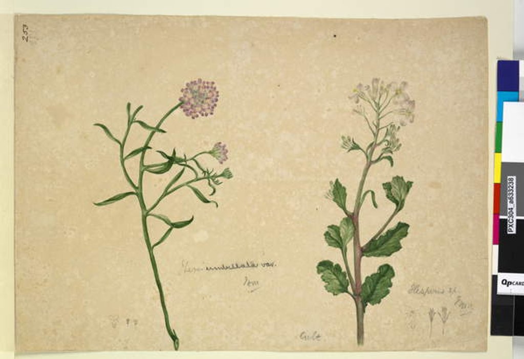 Detail of Page 253. Iberis umbellata; Hesperis sp., c.1803-06 by John William Lewin