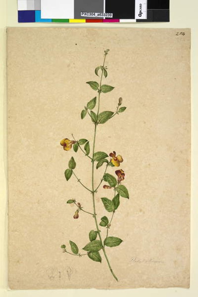 Detail of Page 254. Platylobium, c.1803-06 by John William Lewin