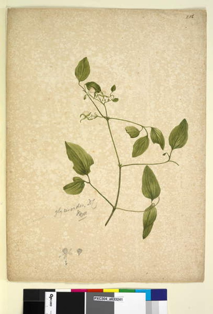 Detail of Page 256. Clematis glycinoides, c.1803-06 by John William Lewin