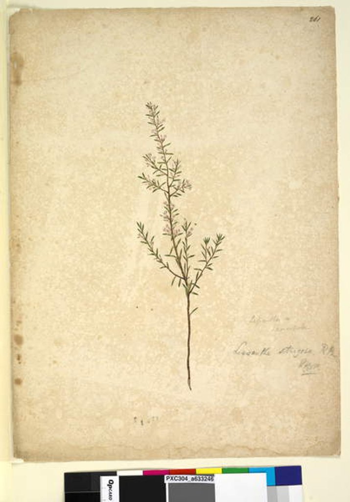 Detail of Page 261. Lissanthe strigosa, c.1803-06 by John William Lewin