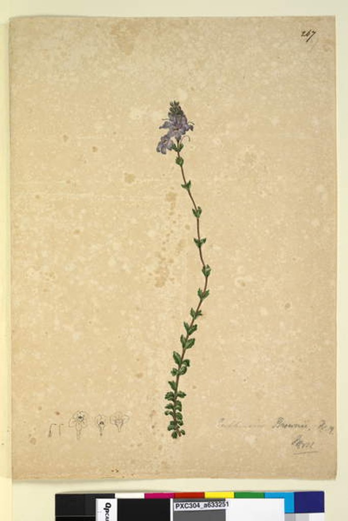 Detail of Page 267. Euphrasia brownii, c.1803-06 by John William Lewin