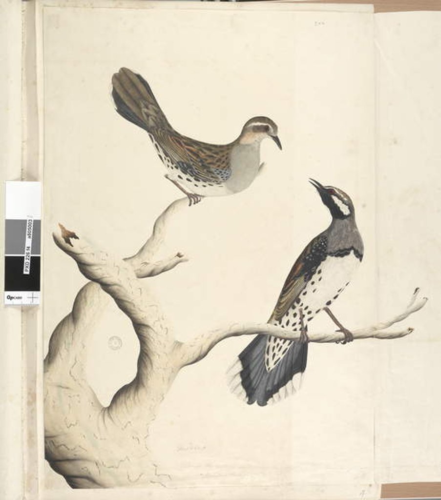 Detail of Page 4. Turdus by Unknown artist
