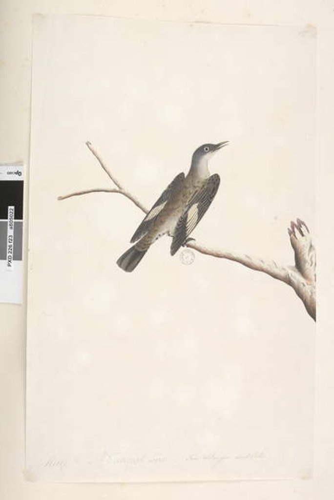 Detail of Page 23. May, natural size, iris & tongue doubtfull Brown Tree, Creeper Climacterus picumnus, 1791-92 by Unknown artist