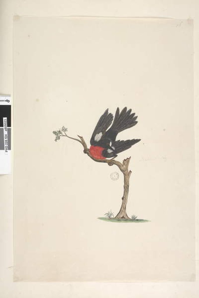 Detail of Page 24. Natural size Scarlet Robin Petroica multicolor, male, Norfolk Island, 1791-92 by Unknown artist
