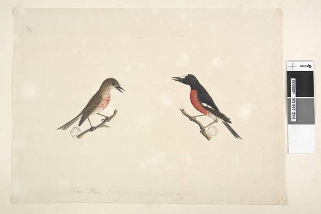 Detail of Page 26. Two birds of Norfolk Island Scarlet Robin, 1791-92 by Unknown artist