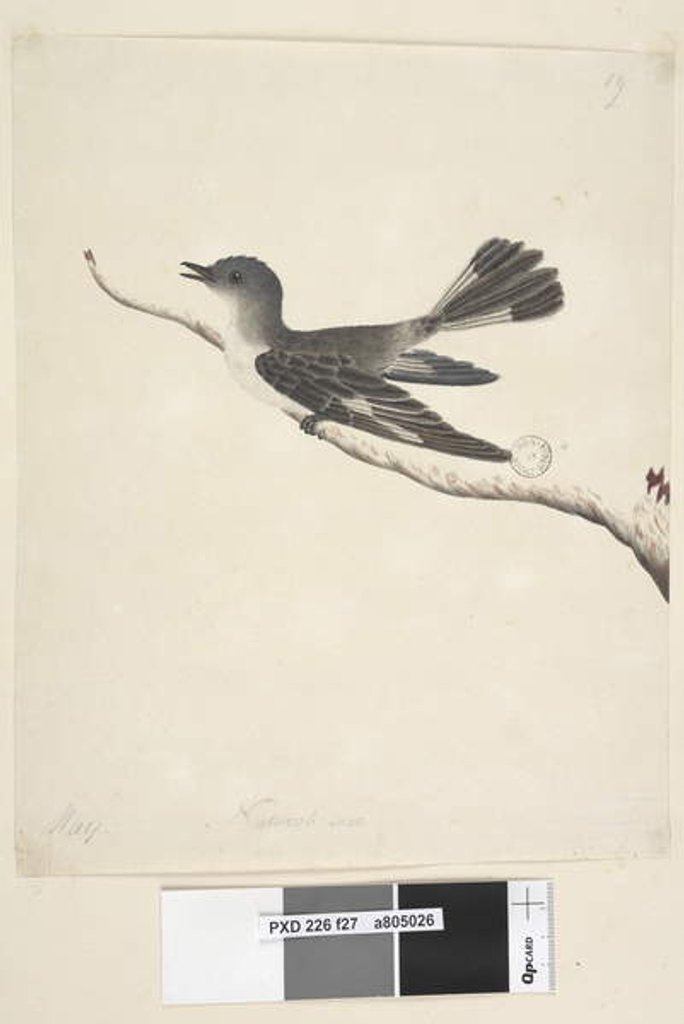 Detail of May. Natural size Hooded Robin, female Melanodryas cucullata, 1791-92, Page 27. by Unknown artist