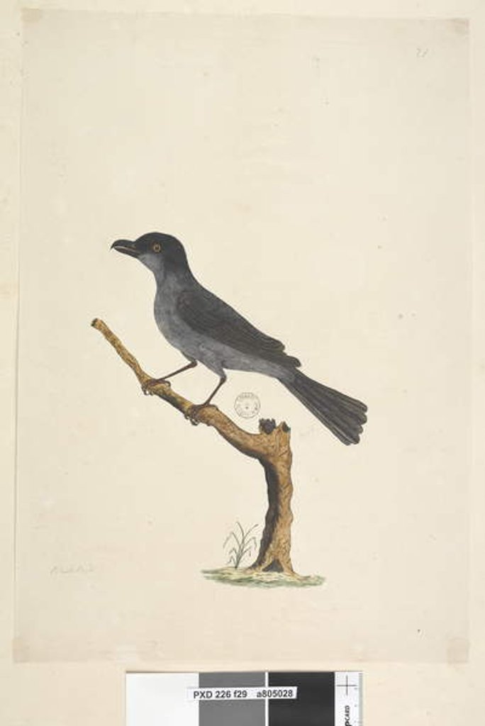 Detail of Page 29. Blackbird Norfolk Island Blackbird? Aplonis fuscus, male, 1791-92 by Unknown artist