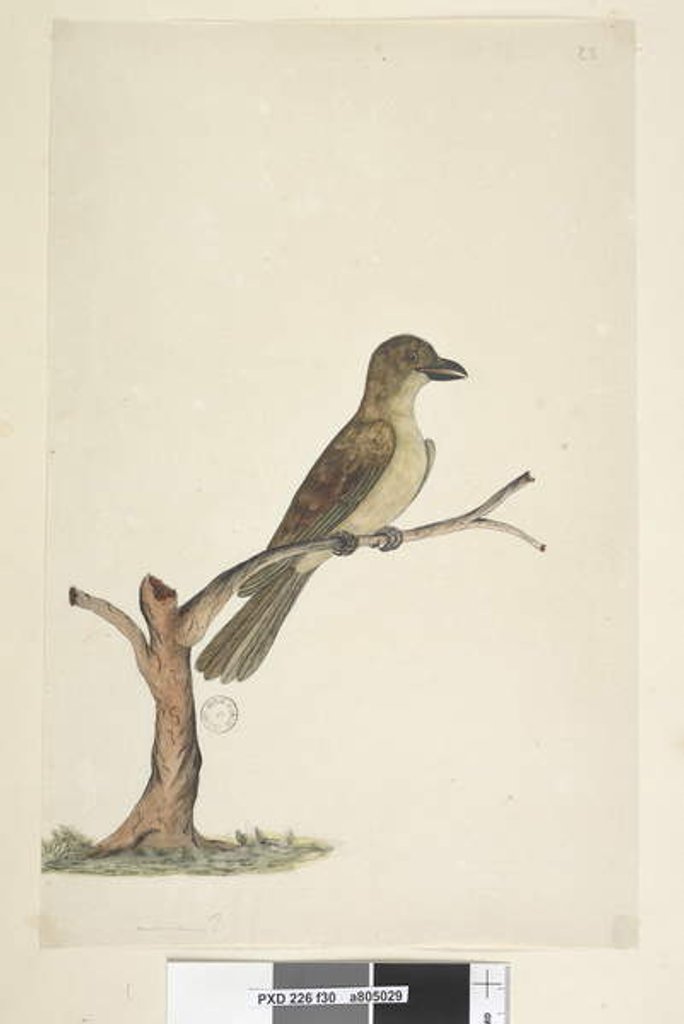 Detail of Page 30. ...? Norfolk Island Blackbird? Aplonis fuscus, female, 1791-92 by Unknown artist