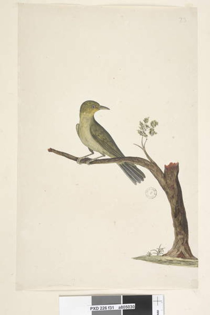 Detail of Page 31....? Slender, Billed White, Eye Zosterops tenuirostris, 1791-92 by Unknown artist