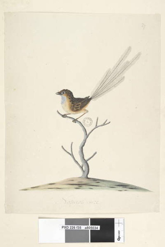 Detail of Page 35. Natural size Emu, Wren, male Stipiturus malachurus, 1791-92 by Unknown artist