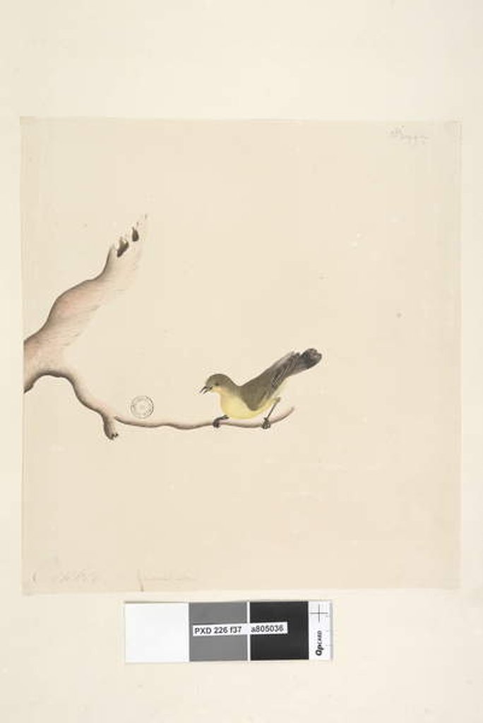 Detail of Page 37. October. Natural size Yellow Thornbill Acanthiza nana, 1791-92 by Unknown artist