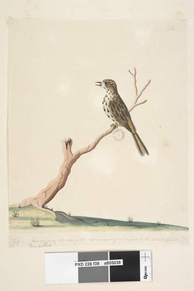 Detail of Page 39. Fringilla by Unknown artist