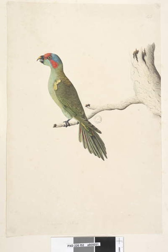 Detail of Page 52. Natural size Musk Lorikeet Glossopsitta concinna, 1791-92 by Unknown artist