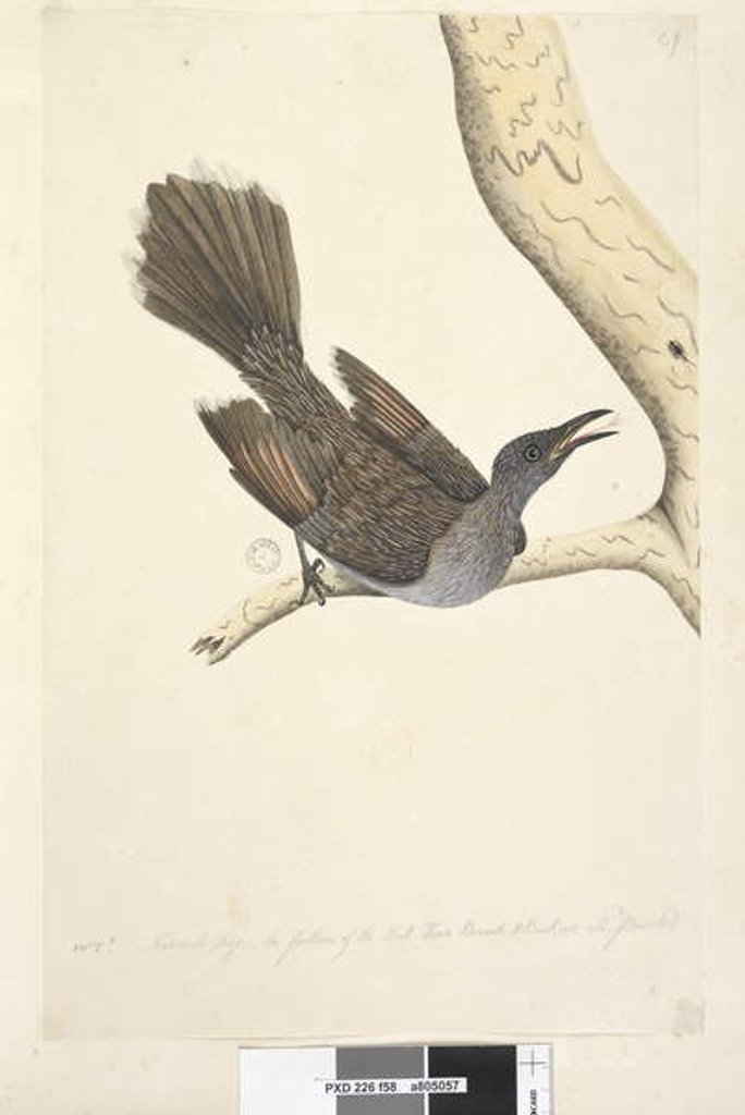 Detail of Page 58. Octr. Natural size, the feathers of the neck head breast & back are all pointed by Unknown artist