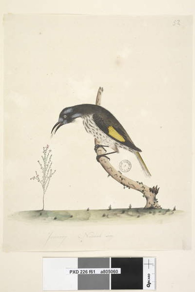 Detail of Page 61. January. Natural size Yellow Winged Honeyeater Meliornis novae, hollandiae, 1791-92 by Unknown artist