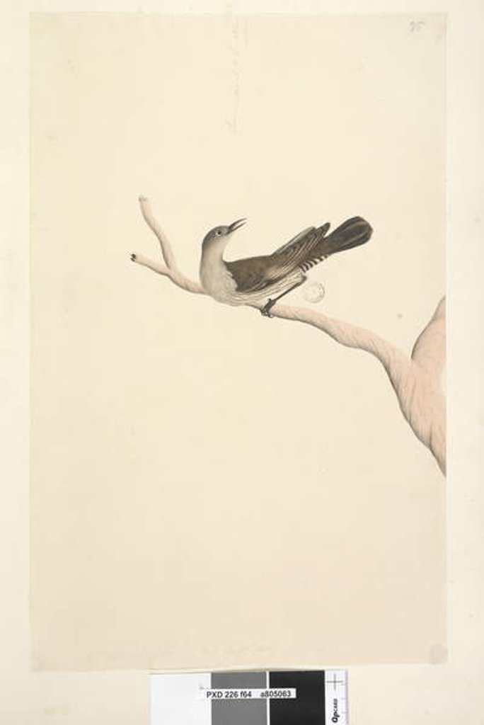 Detail of Page 64. Natural size. Iris doubtfull. Iris supposed to be straw colour Brown Tree, Creeper Climacteris picumnus, 1791-92 by Unknown artist