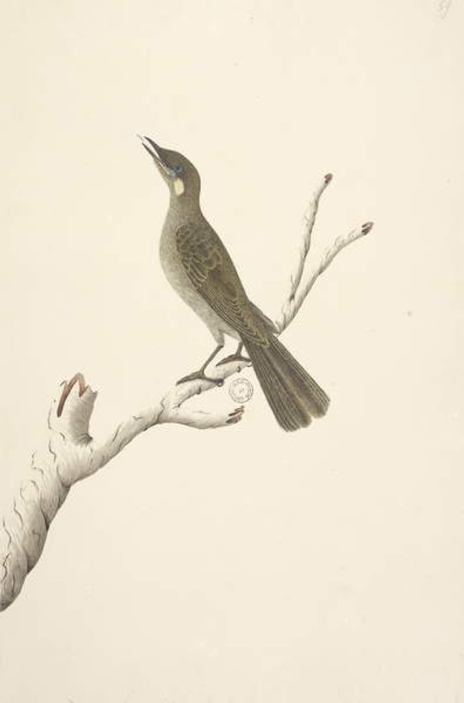 Detail of Page 68. Natural size, August Lewin Honeyeater Meliphaga Lewinii, 1791-92 by Unknown artist