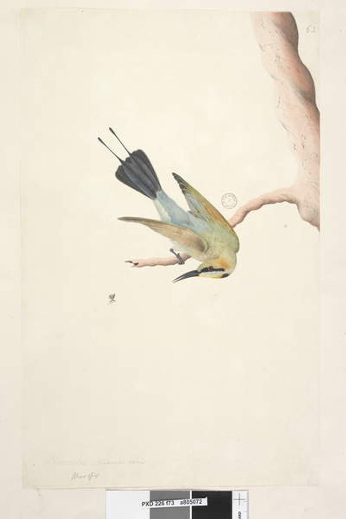 Detail of Page 73. Merops. above title in different hand November. Natural size Rainbow Bird Merops ornatus, 1791-92 by Unknown artist