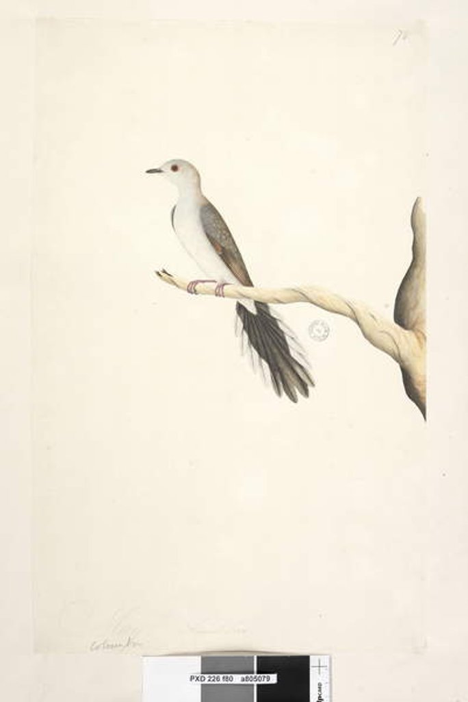 Detail of Page 80. Columba by Unknown artist
