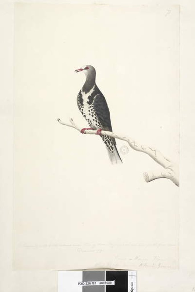 Detail of Page 81. Wunga, Wungee Pigeon. by Unknown artist