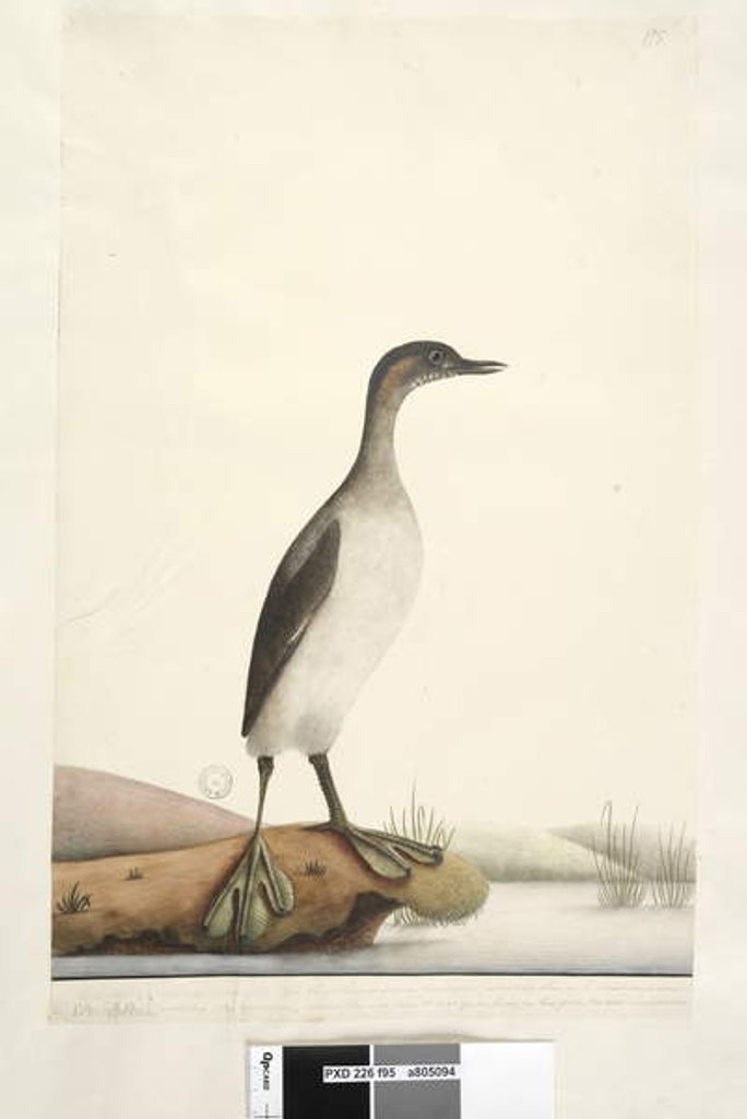 Detail of Page 95. Podicepha. along lower edge in different hand September by Unknown artist