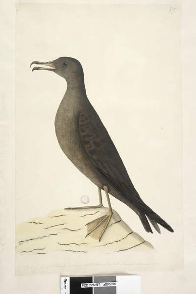 Detail of Page 97. Bird of Norfolk Island commonly called the mutton bird, drawn natural size Wedge, Tailed Shearwater Puffinis Pacificus, 1791-92 by Unknown artist