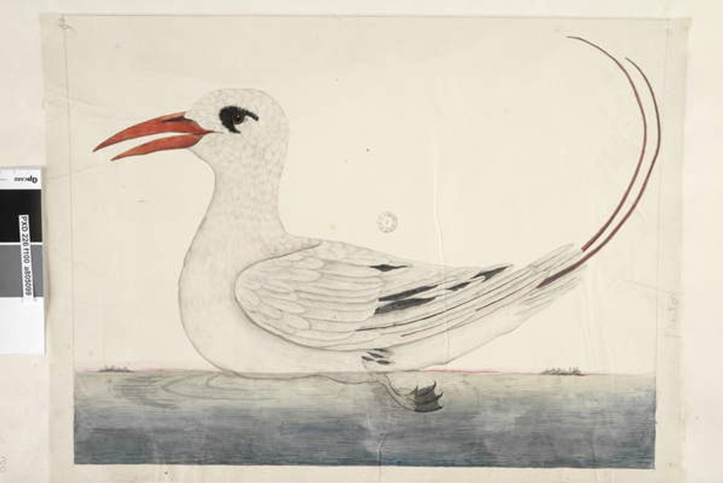 Detail of Page 100. Phaeton Red, Tailed Tropicbird Phaethon rubricauda, 1791-92 by Unknown artist