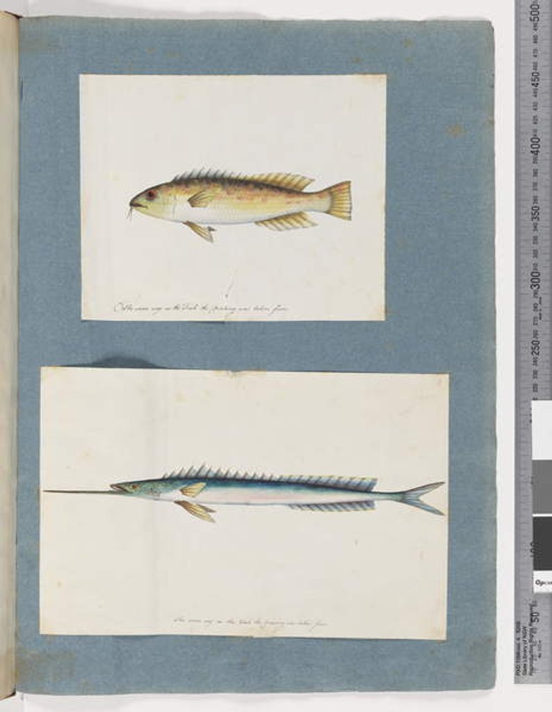 Detail of Page 1. Unidentified fish. 2. Unidentified fish by Unknown artist