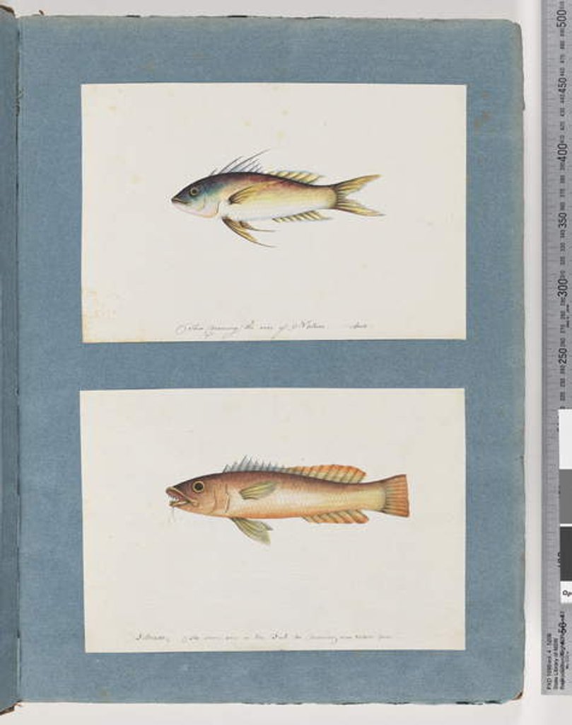 Detail of Page 5. Unidentified fish 6. Unidentified fish by Unknown artist
