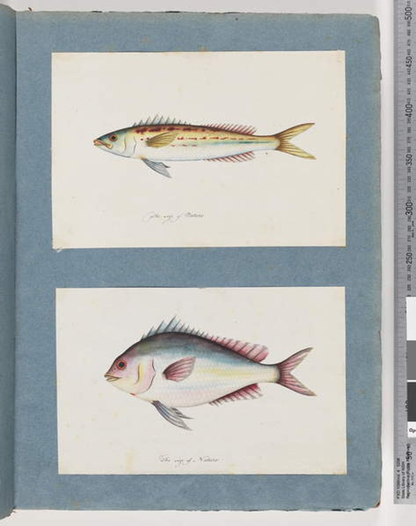 Detail of Page 7. Unidentified fish. 8. Unidentified fish by Unknown artist