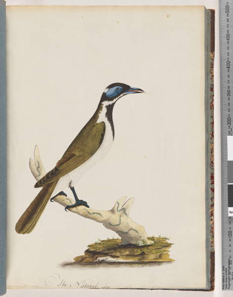 Detail of Page 54. Blue, faced Honeyeater. Merops cyanoris. Blue-cheeked Thrush by Unknown artist