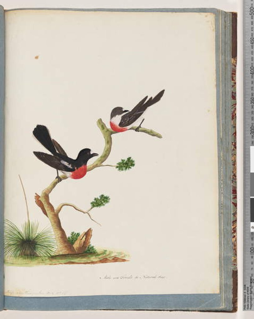 Detail of Page 73. Scarlet Robins. Muscicapa Crythrogastra by Unknown artist
