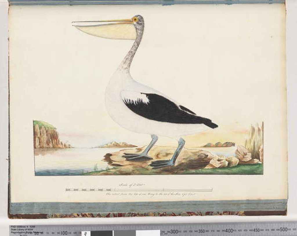 Detail of Page 92. Australian Pelican by Unknown artist