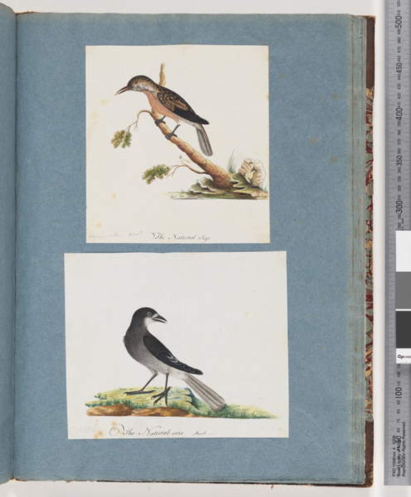 Detail of Page 103. Unidentified Bird. Honeyeater. 104. Unidentified Bird by Unknown artist