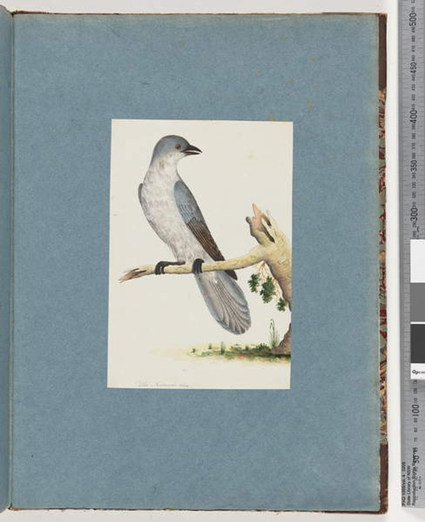 Detail of Page 145. Unidentified Bird by Unknown artist