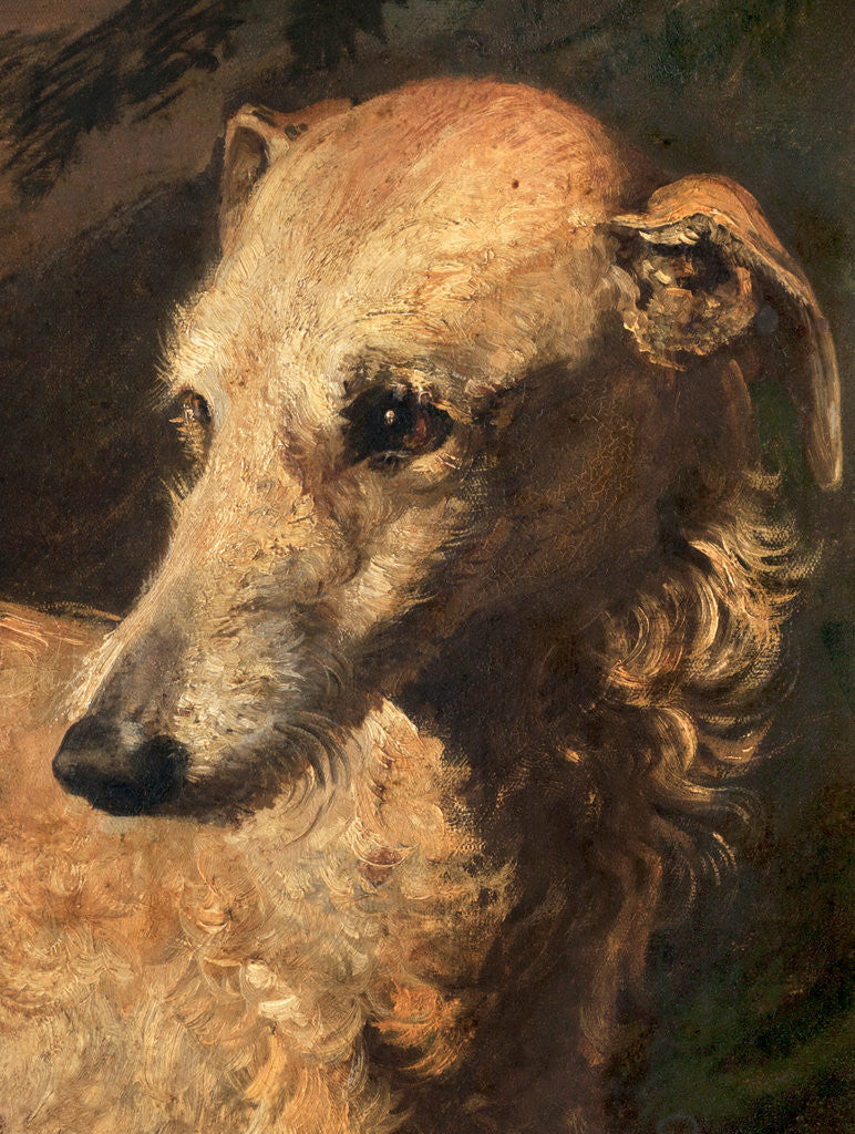 Detail of Head of Driver, a Deerhound Owned by the 5th Duke of Gordon by Edwin Henry Landseer